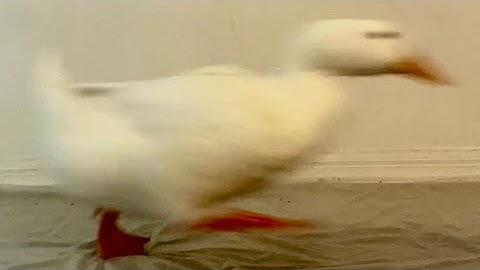 Impossible Pause Game (duck running)