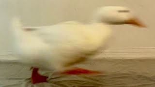 Famous Impossible Pause Game (duck running) Wealth