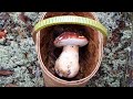 Чудо природы - грибы боровые белые! Сбор боровиков, белый мох, Костромская область, сентябрь...