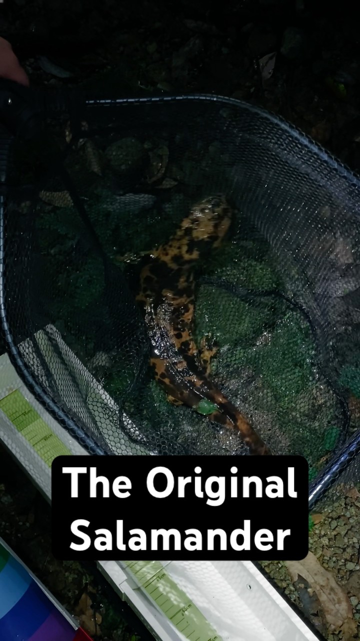My pilgrimage to meet the original salamander 🦎 - YouTube