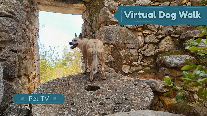 Virtual Dog Walk • Mountain Forest Walk • Dog Walk TV • ASMR Footsteps