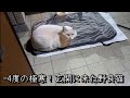 野良猫さんにホットマットをあげたら想像の上を行く行動に！？