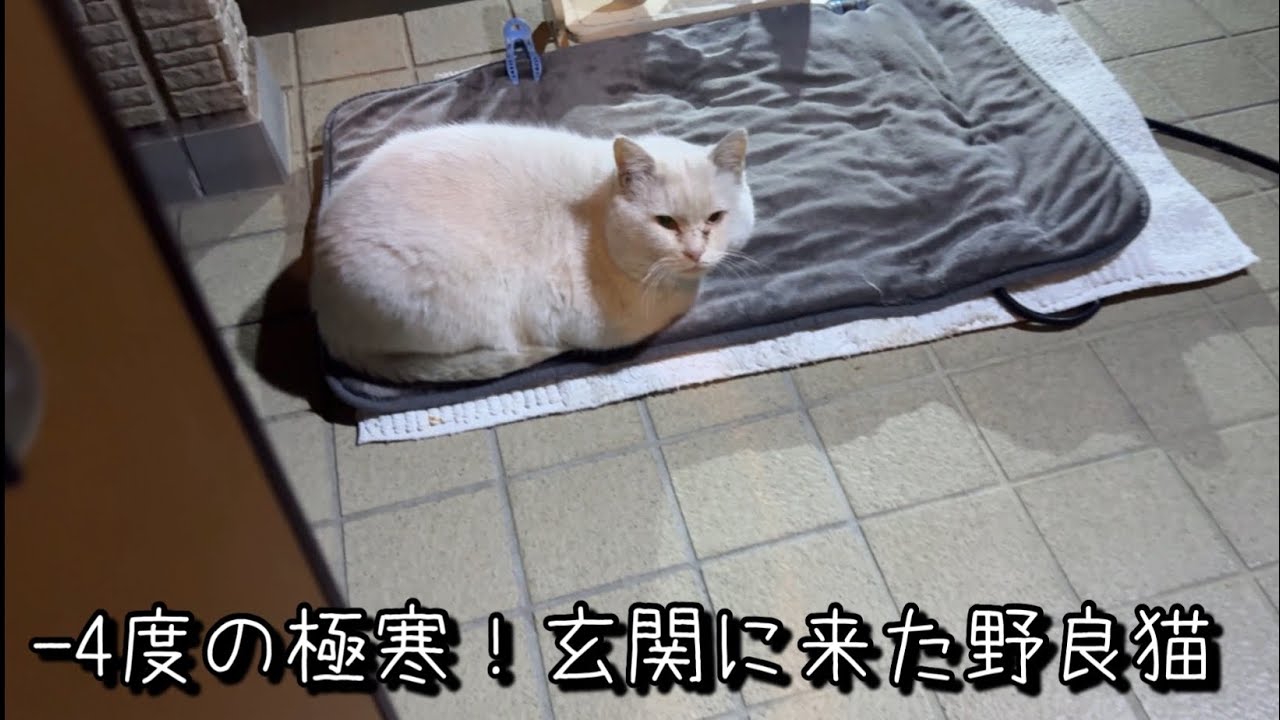 野良猫さんにホットマットをあげたら想像の上を行く行動に！？