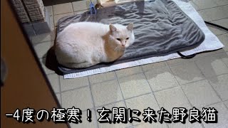 野良猫さんにホットマットをあげたら想像の上を行く行動に！？