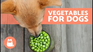 The BEST VEGETABLES for DOGS  Dosage and Benefits