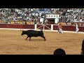 brutal cogida en las vaquillas de Huesca