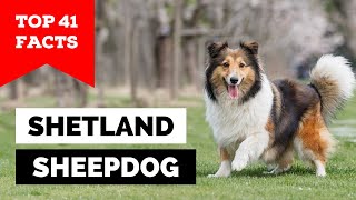 99% of Sheltie Owners Don't Know This