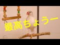 ドライヤーでテンションが上がる文鳥 “Java sparrow‘’ ‘’gelatik jawa‘’ ‘’문조‘’