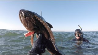 Spearfishing On The Rocks at the Westport Jetty, Washington