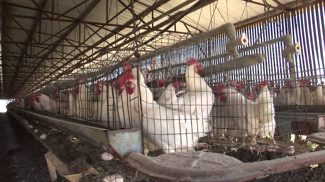 Chickens Flutter Wings In Battery Cages free video clips background