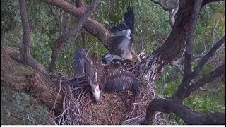 Sea-EagleCAM ~ SE35 Returns To Nest & Tries To Evict SE36 😲 Dad Brings Fish & 35 Claims! 2025 Oct 30
