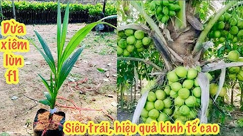 Dừa xiêm lùn siêu trái giống cây trồng hiệu quả kinh tế cao