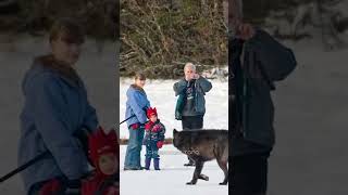 Ромео — волк, которого любил целый город 🐺