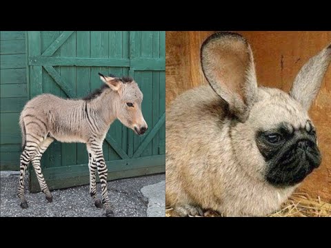 15 Amazing Hybrid Animals That Actually Exist