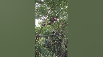 gà rừng mái siêu víp.poj qaib qus zoo nkauj tiag tiag