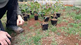 Plantando FOTINIA, el arbusto de moda, como seto de ocultación. Photinia Red Robin.