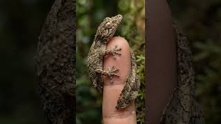 Leaf tailed gecko