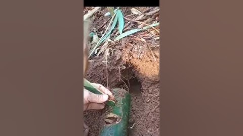 bẫy dúi trong lỗ #hoangda