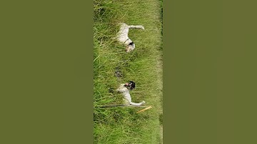 Lacey & Rambo Steady to Flush.  Www.lucycloud.con