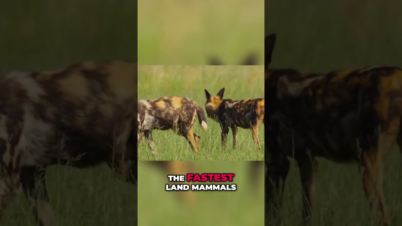 African Wild Dogs: Insane Hunt & Speed!