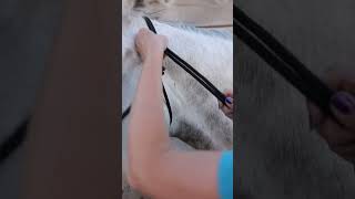 How to tie a rope halter