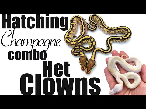 Champagne Clown Ball Python Project!!