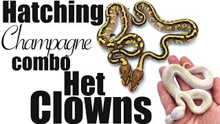 Celebrity Champagne Clown Ball Python Project!! Wealth