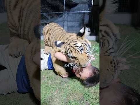 Naughty Kid Playing With Bengal Tiger | Nouman Hassan |