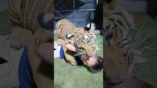 Naughty Kid Playing With Bengal Tiger | Nouman Hassan | screenshot 5