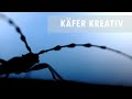 Käfer fotografieren - Beim Alpenbock