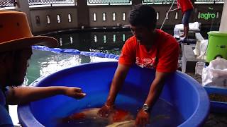 Download Cara Mengawinkan Ikan Koi? Begini Persiapannya | Pemijahan Ikan Koi Part 1 Video MP3 Cara Mengawinkan Ikan Koi? Begini Persiapannya | Pemijahan Ikan Koi Part 1