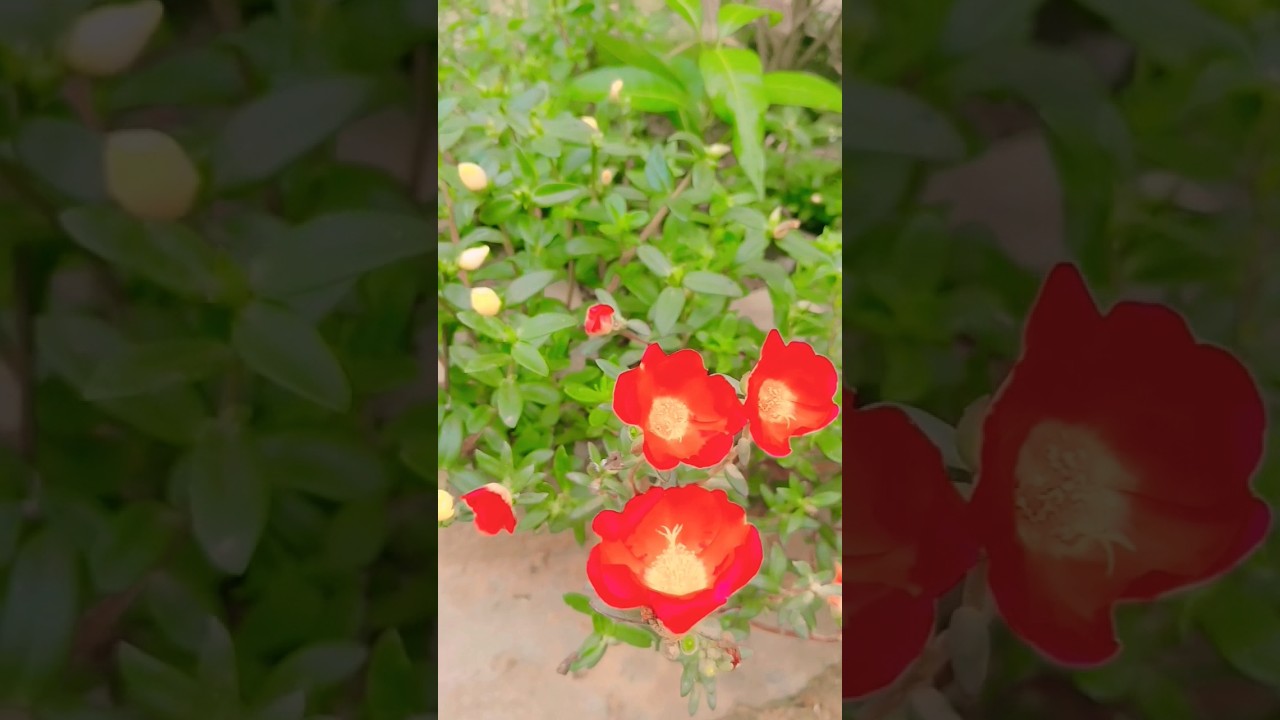 9bajiya flower/ protuloka plant