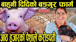 चितवनमा बङ्गुर पालनबाटै करोड्पती बन्नुभयो नमिता अधिकारी || pig Farming Chitwan || News Nepal