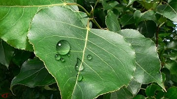 Water Drop effect | Photoshop tutorial | Hindi