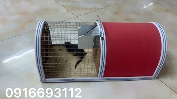 Cách bẫy chuột trong bếp (trong nhà) hiệu quả