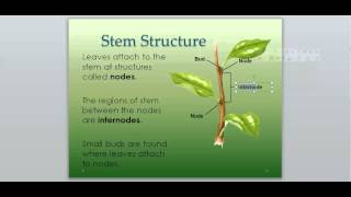 23-3 Stems (Part 1) Profile