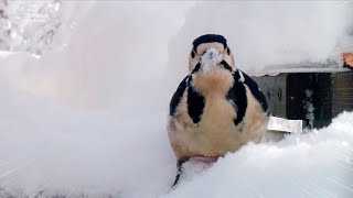 Female Great-spotted Woodpecker Slips on Frozen Feeding Ground! 😆 by しめさん Shimesan 2,481 views 1 month ago 58 seconds