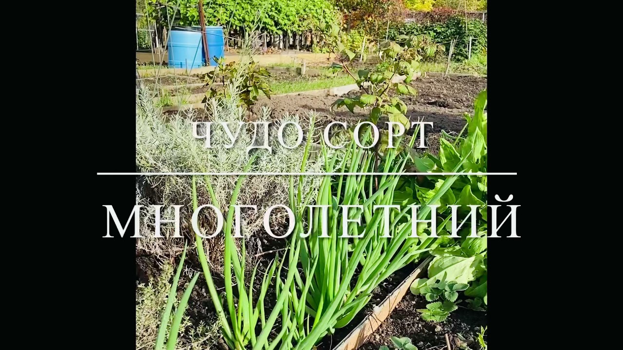 ЗЕЛЁНЫЙ ЛУК НА ПЕРО, МНОГОЛЕТНИЙ ЛУЧШЫЙ СОРТ, ДО ПОЗДНЕЙ ОСЕНИ.