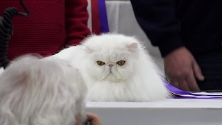 CFA International Cat Show 2016 - Best of the Best CFA International Cat Show 2016 - Best of the Best