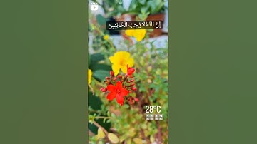 سعد الغامدي ما تيسر من سورة الانفال