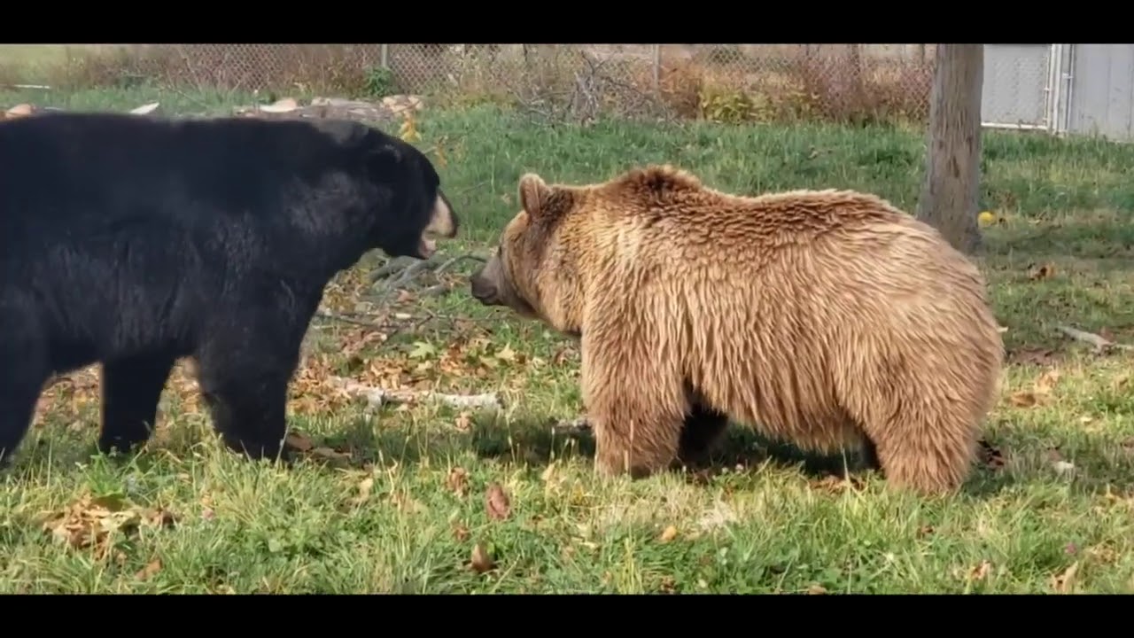 Are Brown Bears More Dangerous