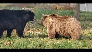 Black bears vs brown bear differences...