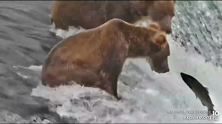 306 Catches a Fish on the Lip - July 16, 2022 (explore.org)