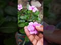 Best Homemade Flower Face Packs and Masks for Fair Skin | Face Pack For Skin Whitening