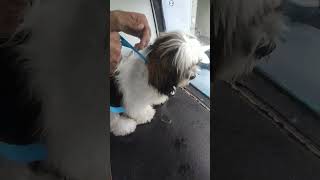 first grooming of my shihtzu dog doglover dogshorts grooming viral trending happy