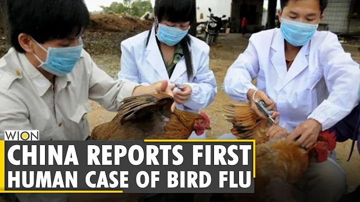 First case of human infection with H10N3 bird flu found in China | English World News | WION News - DayDayNews
