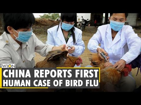 First case of human infection with H10N3 bird flu found in China | English World News | WION New