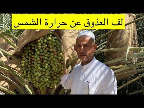 لف عذوق النخل الخيش للفاذدة