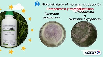 Trichoplus - Trichoderma