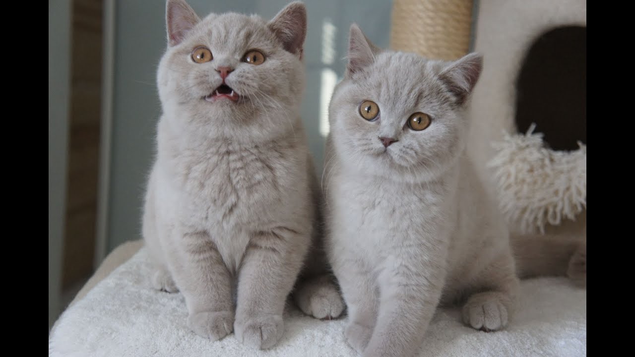 ZAPPA - Franuś i Zareen-  British Shorthair Cattery